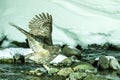 Blakiston`s fish owl, bird hunting in fish in cold water creek,  unique natural beauty of Hokkaido, Japan, birding adventure in As Royalty Free Stock Photo