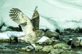 Blakiston`s fish owl, bird hunting in fish in cold water creek,  unique natural beauty of Hokkaido, Japan, birding adventure in As Royalty Free Stock Photo