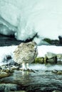 Blakiston`s fish owl, bird hunting in fish in cold water creek, unique natural beauty of Hokkaido, Japan, birding adventure in A Royalty Free Stock Photo