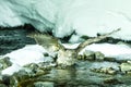 Blakiston`s fish owl, bird hunting in fish in cold water creek, unique natural beauty of Hokkaido, Japan, birding adventure in A Royalty Free Stock Photo