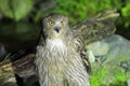 Blakiston's Fish Owl Royalty Free Stock Photo