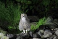Blakiston's Fish Owl Royalty Free Stock Photo