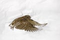 Blakiston's fish owl, Bubo blakistoni, largest living species of fish eagle owl. Bird hunting in cold water. Wildlife scene from Royalty Free Stock Photo