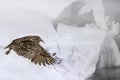 Blakiston's Fish Owl, Bubo Blakistoni, Largest Living Species Of Fish Eagle Owl. Bird Hunting In Cold Water. Wildlife Scene From