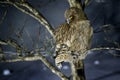 Blakiston\'s Fish Owl, Bubo Blakistoni, Largest Living Species Of Fish Eagle Owl. Bird Hunting In Cold Water. Wildlife Scene From