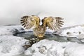 Blakiston`s Fish Owl, Bubo Blakistoni, Largest Living Species Of Owl, Fish Owl, A Sub-group Of Eagle. Bird Hunting In Cold Water.
