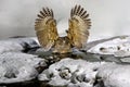 Blakiston`s fish owl, Bubo blakistoni, largest living species of owl, fish owl, a sub-group of eagle. Bird hunting in cold water. Royalty Free Stock Photo