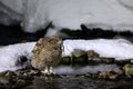 Blakiston`s fish owl, Bubo blakistoni, largest living species of fish owl, a sub-group of eagle. Bird hunting in cold water. Royalty Free Stock Photo