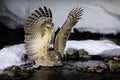 Blakiston`s Fish Owl, Bubo Blakistoni, Largest Living Species Of Fish Owl, A Sub-group Of Eagle. Bird Hunting In Cold Water.