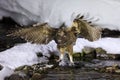 Blakiston`s fish owl, Bubo blakistoni, largest living species of fish owl, a sub-group of eagle. Bird hunting in cold water.