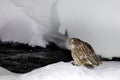 Blakiston`s fish owl, Bubo blakistoni, largest living species of fish owl, a sub-group of eagle. Bird hunting in cold water. Royalty Free Stock Photo