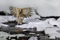 Blakiston`s fish owl, Bubo blakistoni, largest living species of fish owl, a sub-group of eagle. Bird hunting in cold water.