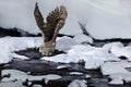Blakiston`s fish owl, Bubo blakistoni, largest living species of fish owl, a sub-group of eagle. Bird hunting in cold water. Royalty Free Stock Photo