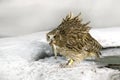 Blakiston`s Fish Owl, Catch Fish In Bill, Largest Living Species Of Owl, Fish Owl, Eagle Owl. Bird Hunting In Cold Water. Wildlif