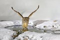 Blakiston`s fish owl, caught fish in the bill, largest living species of owl. Bird hunting in cold water with snow. Wildlife scen