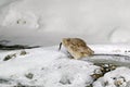 Blakiston`s fish owl, caught fish in the bill, largest living species of owl. Bird hunting in cold water with snow. Wildlife scen