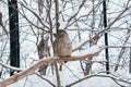 Blakiston s fish owl or Ketupa blakistoni at Asahiyama Zoo in winter season. landmark and popular for tourists attractions in