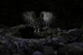 Blakiston's fish owl (Ketupa blakistoni) fishing at night Hokkaido Japan