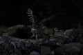 Blakiston's fish owl (Ketupa blakistoni) fishing at night Hokkaido Japan