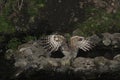 Blakiston-visuil, Blakiston\'s Fish-Owl, Bubo blakistoni Royalty Free Stock Photo