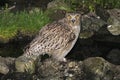 Blakiston-visuil, Blakiston\'s Fish-Owl, Bubo blakistoni Royalty Free Stock Photo