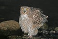 Blakiston-visuil, Blakiston\'s Fish-Owl, Bubo blakistoni Royalty Free Stock Photo