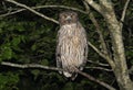 Blakiston-visuil, Blakiston\'s Fish-Owl, Bubo blakistoni Royalty Free Stock Photo