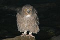 Blakiston-visuil, Blakiston\'s Fish-Owl, Bubo blakistoni Royalty Free Stock Photo