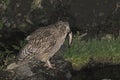 Blakiston-visuil, Blakiston\'s Fish-Owl, Bubo blakistoni