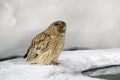 Blakiston`s fish owl, catch fish in bill, largest living species of owl, fish owl, eagle owl. Bird hunting in cold water.