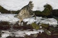 Blakistonvisuil, Blakinston's Fish-Owl, Bubo blakistoni