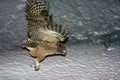 Blakistonvisuil, Blakinston's Fish-Owl, Bubo blakistoni