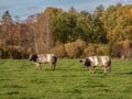 Blanc bleu belge cows in a meadow