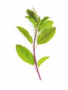 Blanch of fresh holy basil leaves isolate on white background