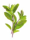 Blanch of fresh holy basil leaves isolate on white background