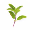 Blanch of fresh holy basil leaves isolate on white background