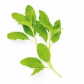 Blanch of fresh holy basil leaves isolate on white background Royalty Free Stock Photo