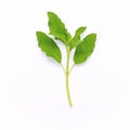 Blanch of fresh holy basil leaves isolate on white background Royalty Free Stock Photo