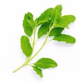 Blanch of fresh holy basil leaves isolate on white background