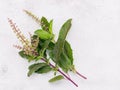 Blanch of fresh holy basil leaves set up on white concrete background with flat lay and copy space