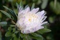 Blanching aster close-up