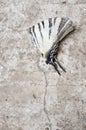 Blanching butterfly on gray asphalt