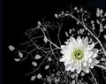 Blanching chrysanthemum on background of the branches tree