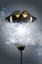 Blanching chrysanthemum and darkenning butterfly Royalty Free Stock Photo