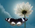 Blanching chrysanthemum and Moon butterfly on background sky