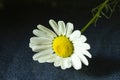 Blanching daisywheel and green stalk on black background