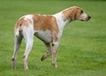 Hunting pack from Derwent Hounds at Country Show.