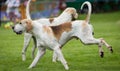 Hunting pack from Derwent Hounds at Country Show.