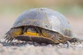 Blanding`s Turtle on a dirt rural road in the Fish Lake Wildlife Area in Northern Wisconsin Royalty Free Stock Photo