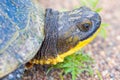 Blanding`s Turtle portrait on a gravel rural road in the Crex Meadows Wildlife Area in Northern Wisconsin